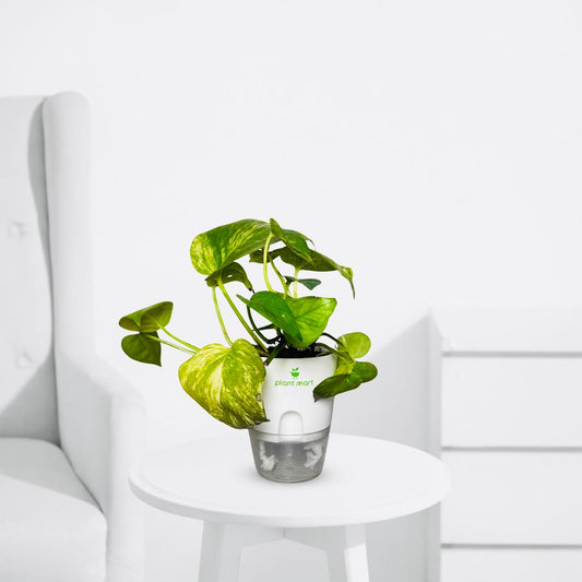 Buy Money Plant Green (Scindapsus Green) – Indoor Air Purifying Plant in Pakistan - PlantMart.pk
