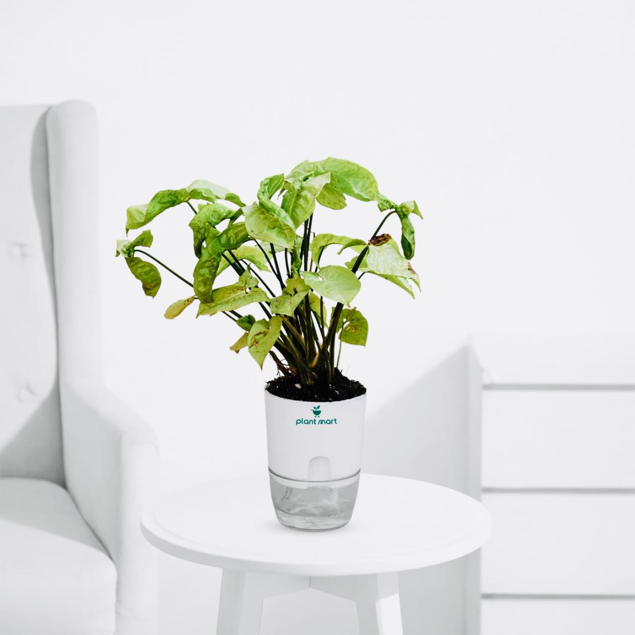 Syngonium Silver – Elegant Indoor Arrowhead Plant - PlantMart.pk