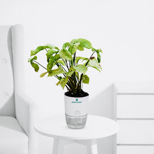 Syngonium Silver – Elegant Indoor Arrowhead Plant - PlantMart.pk