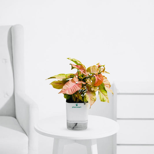 Syngonium Pink – Soft Pink Indoor Houseplant - PlantMart.pk