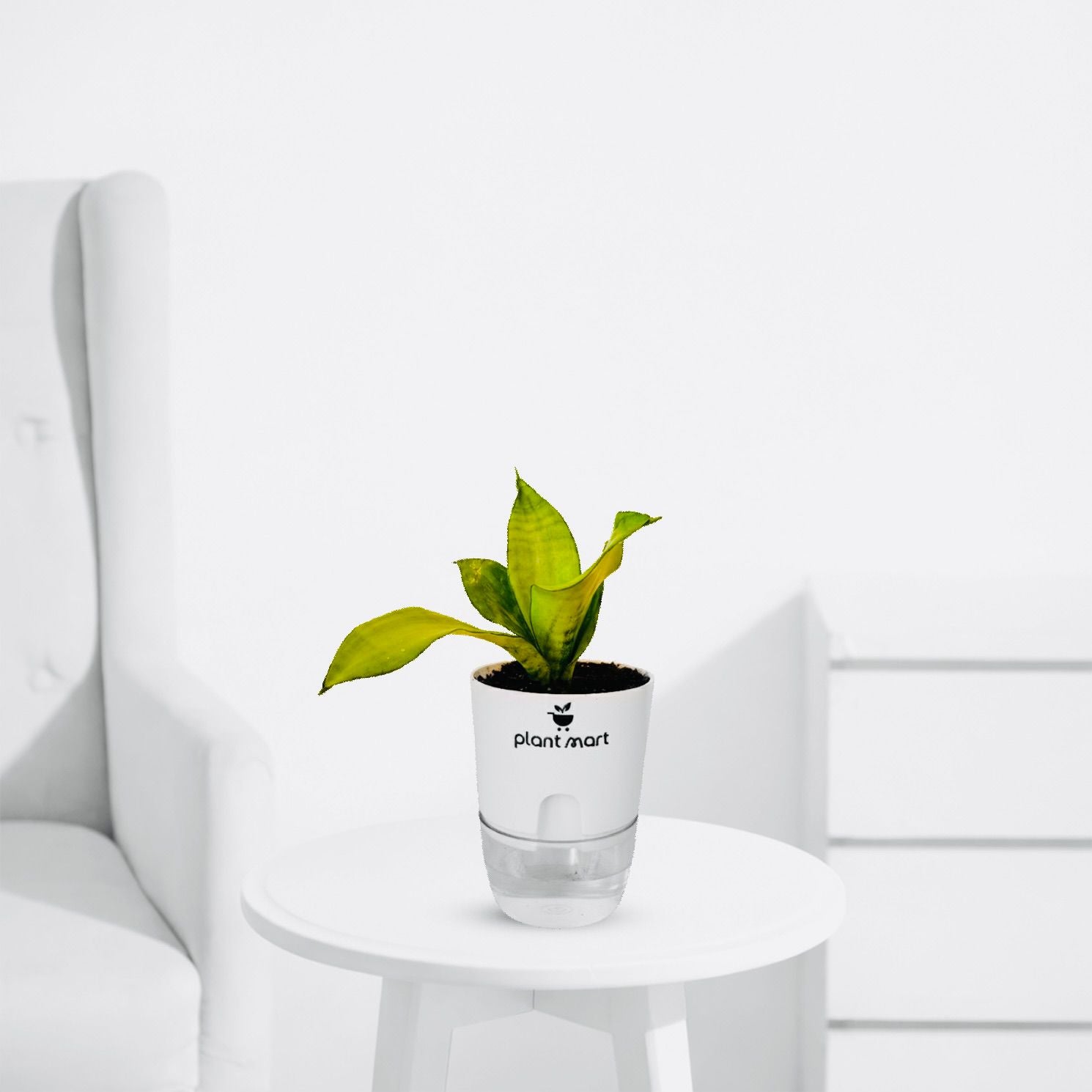 Sansevieria Snake Plant Moonshine Silver - PlantMart.pk