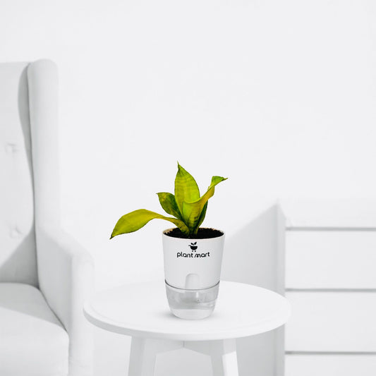 Sansevieria Snake Plant Moonshine Silver - PlantMart.pk