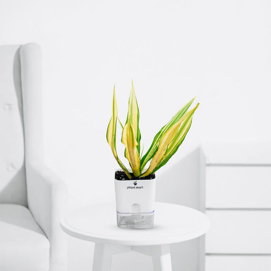 Furcraea Variegata – Stylish Variegated Indoor Plant - PlantMart.pk