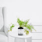 Asparagus Densiflorus – Fresh Indoor Decorative Plant - PlantMart.pk