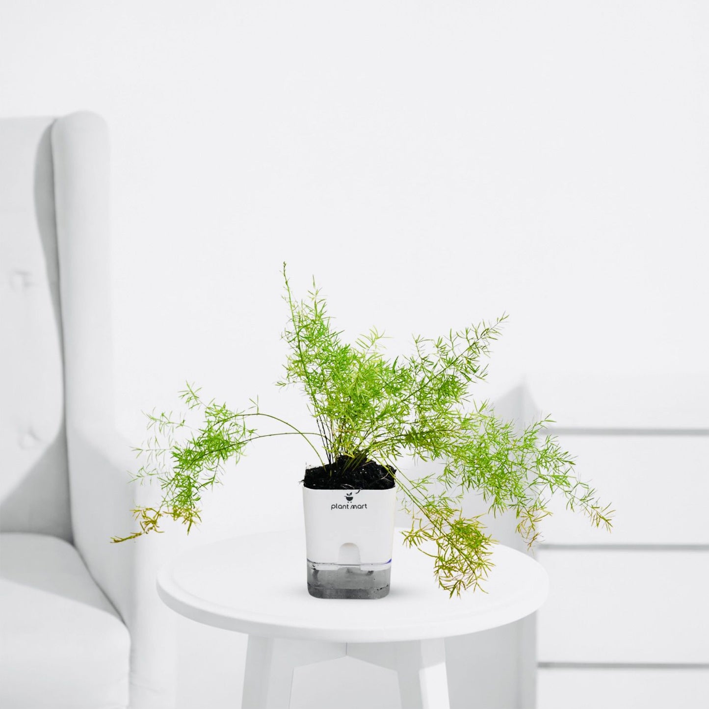 Asparagus Densiflorus – Fresh Indoor Decorative Plant - PlantMart.pk