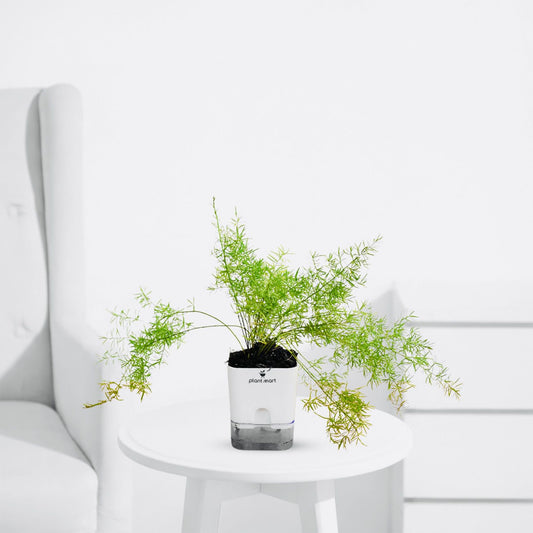 Asparagus Densiflorus – Fresh Indoor Decorative Plant - PlantMart.pk