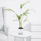 Areca Palm Large - Plant - PlantMart.pk