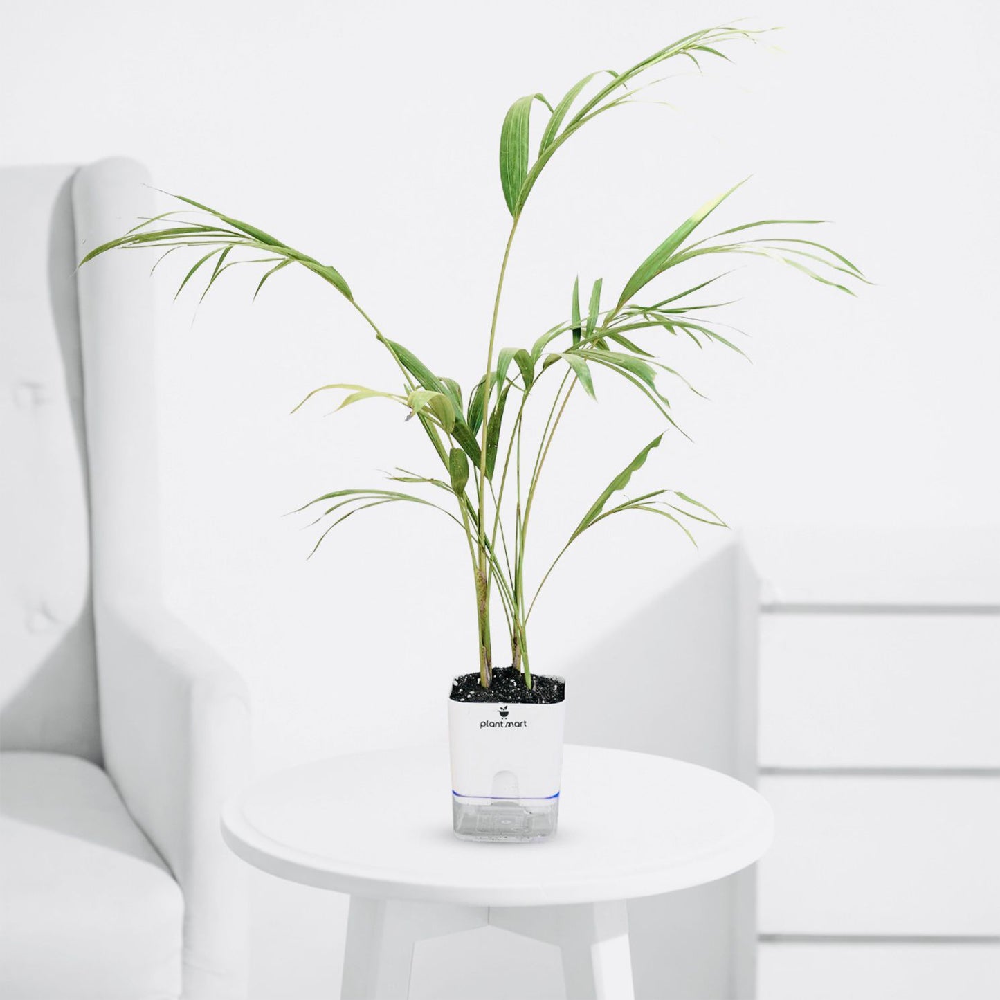 Areca Palm Large - Plant - PlantMart.pk