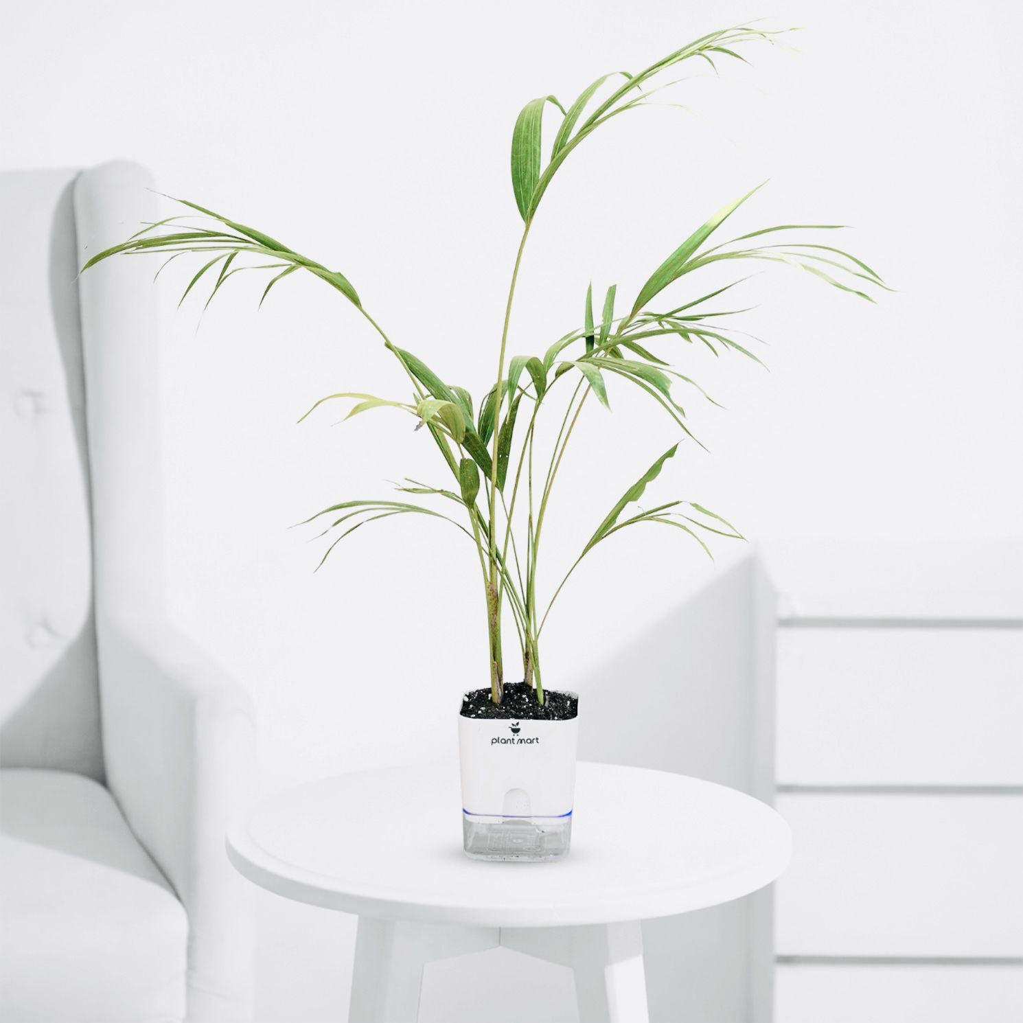 Areca Palm Large - Plant - PlantMart.pk