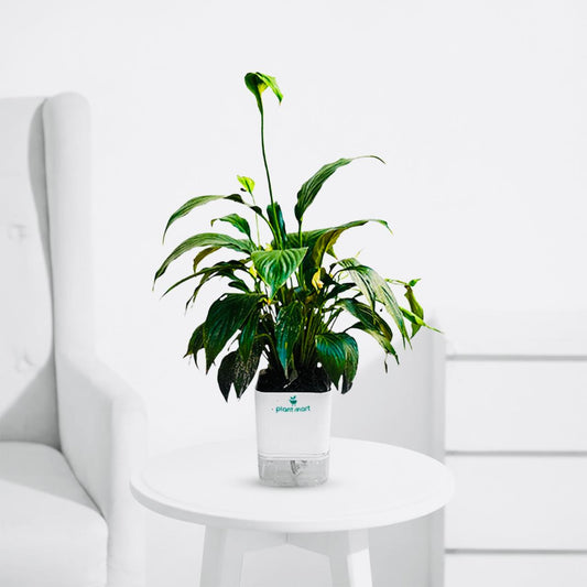 Peace Lily – Elegant Indoor Flowering Plant - PlantMart.pk