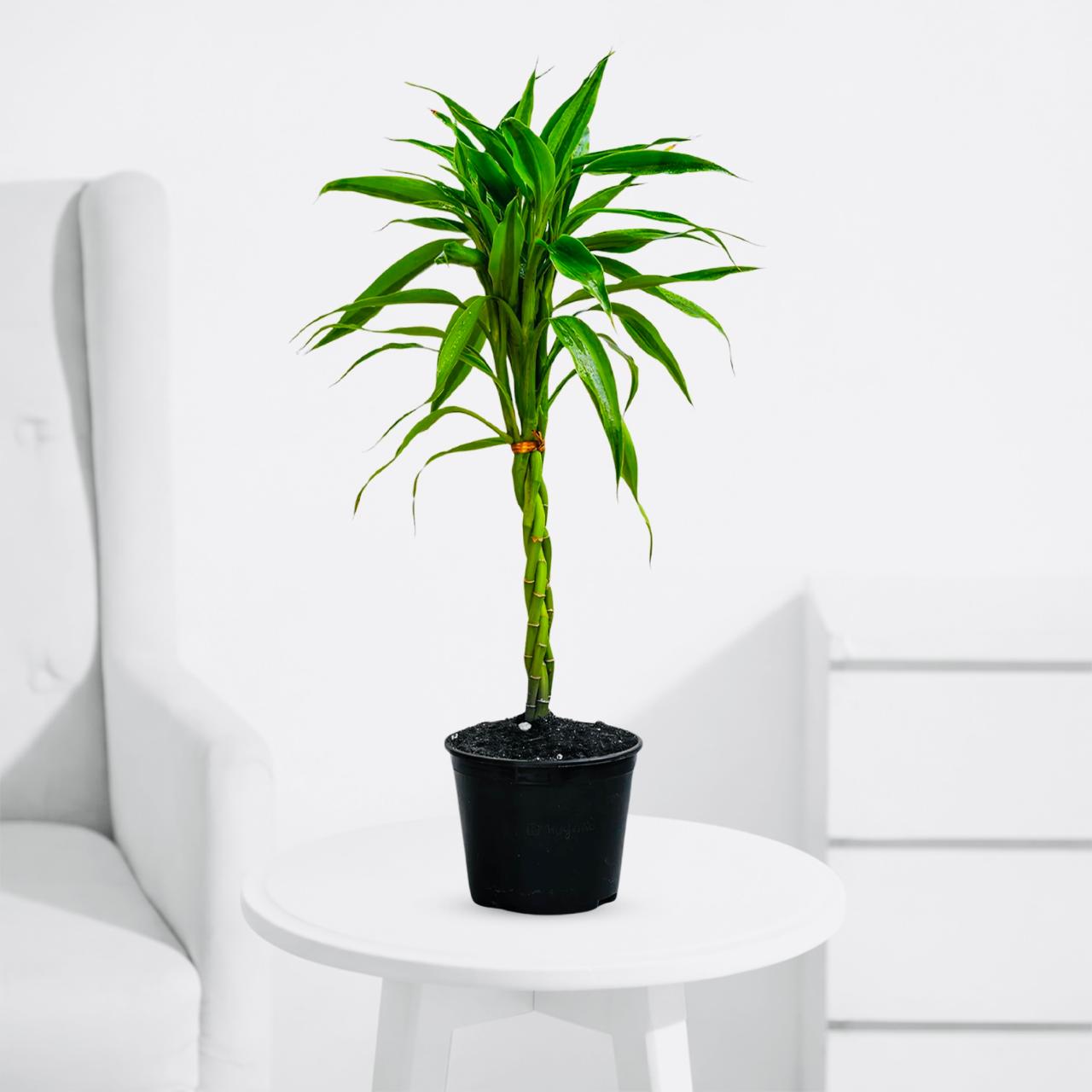 Braided Lucky Bamboo – Green Light Edges Plant - PlantMart.pk