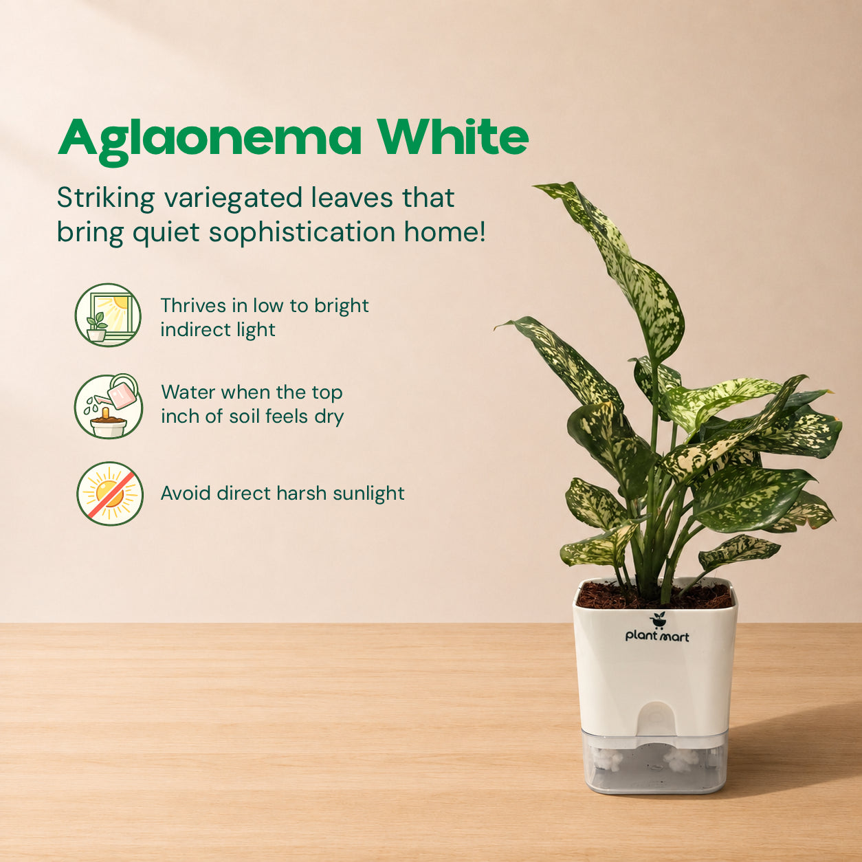 Premium Self-Watering Plant Combo (Bundle of 5)