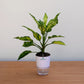Potted plant on a wooden surface with a plain background