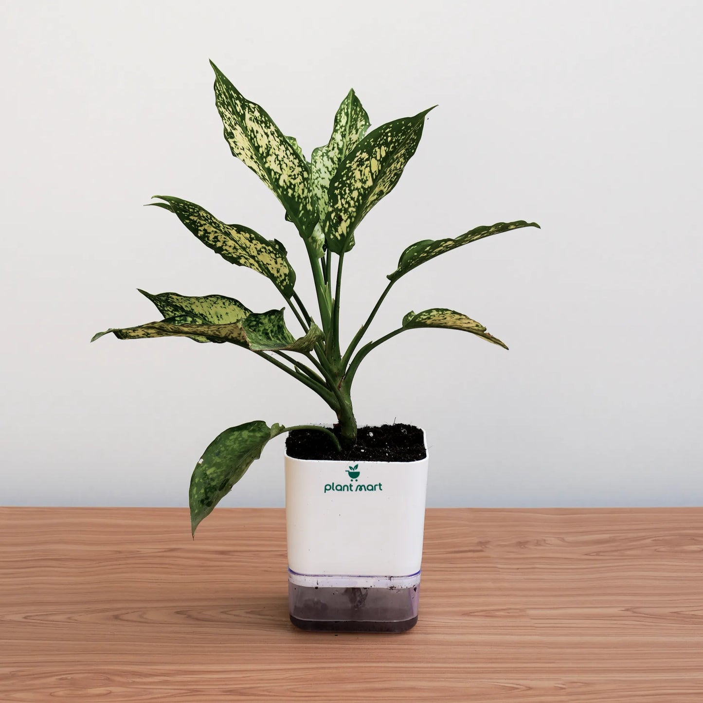 Potted plant on a wooden surface with a plain background