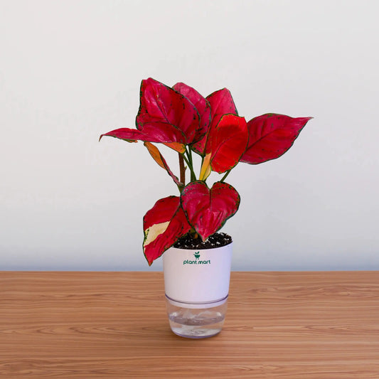 Red potted plant on a wooden surface with a white background