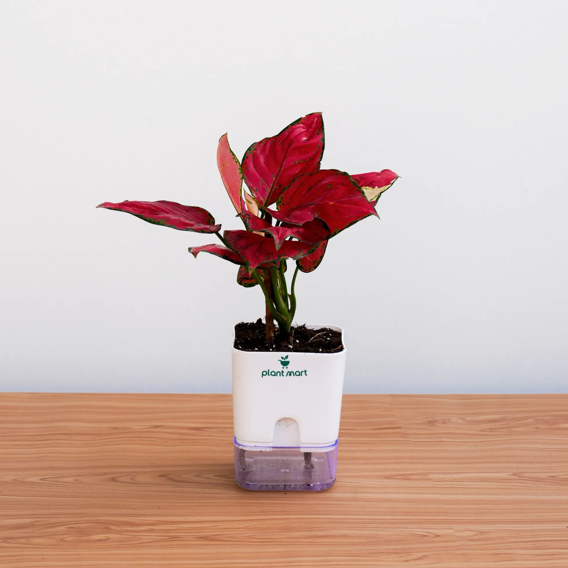 Red leafed plant in a white pot with a purple base on a wooden surface.