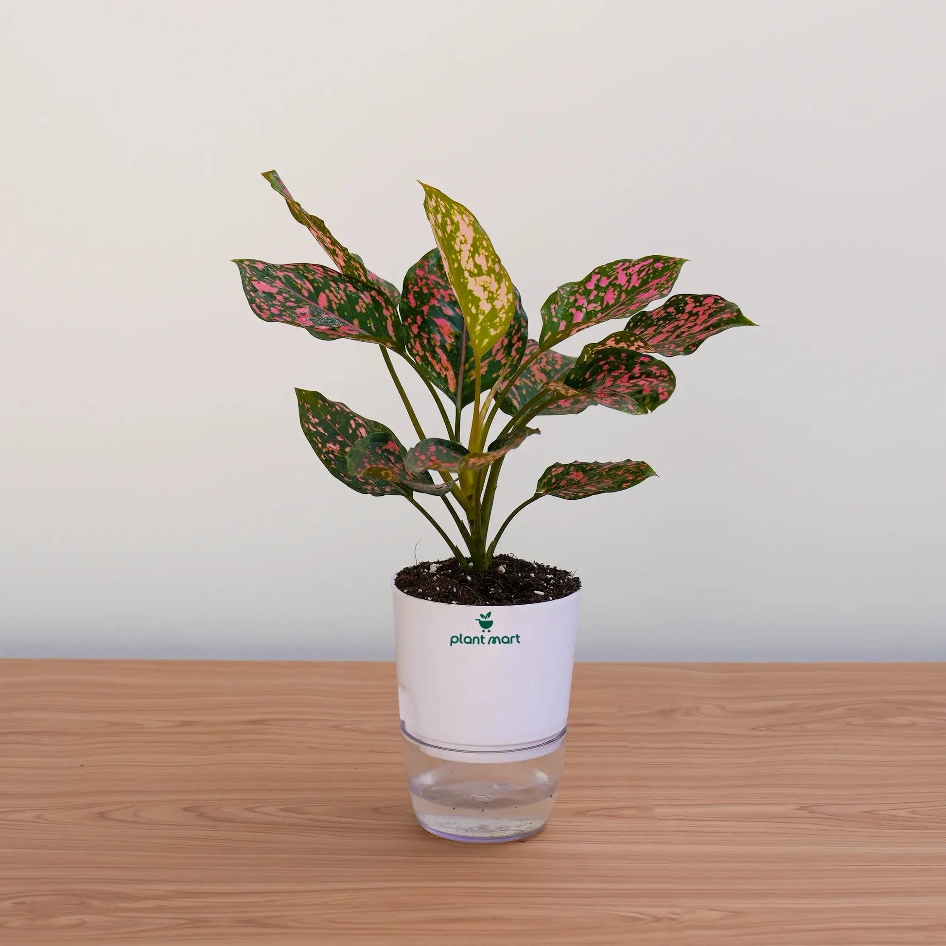 Potted plant on a wooden surface with a plain background