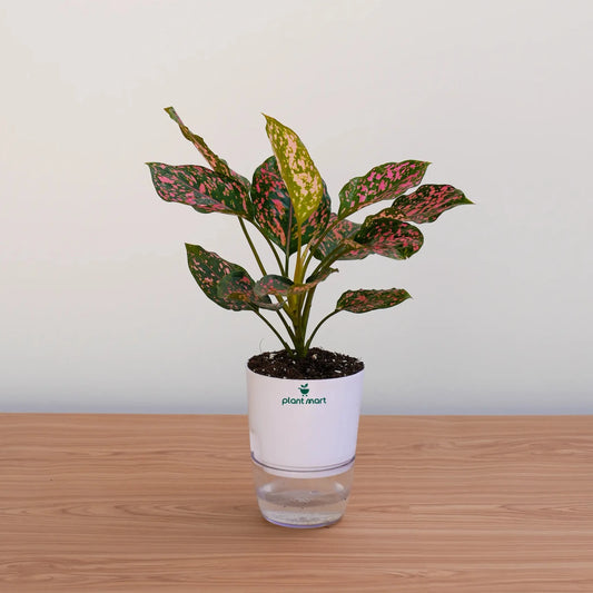 Potted plant on a wooden surface with a plain background