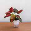 Potted plant with red and green leaves on a wooden surface