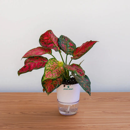 Potted plant with red and green leaves on a wooden surface