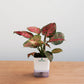 Potted plant with a white container on a wooden surface against a light gray background