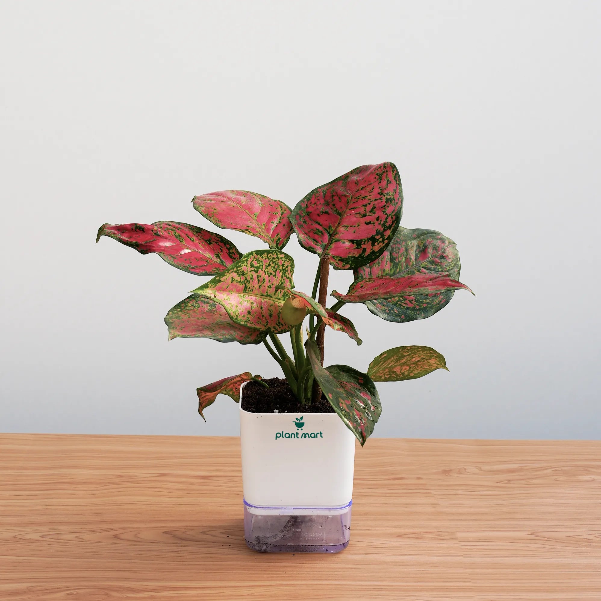 aglaonema dalmatian pink Aglaonema Pink Dalmatian – Beautiful Indoor Plant – PlantMart.pk