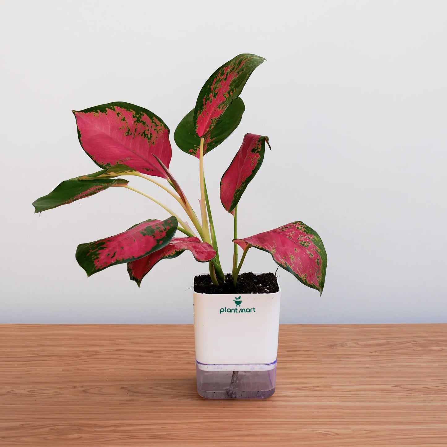 Potted plant with pink and green leaves on a wooden surface