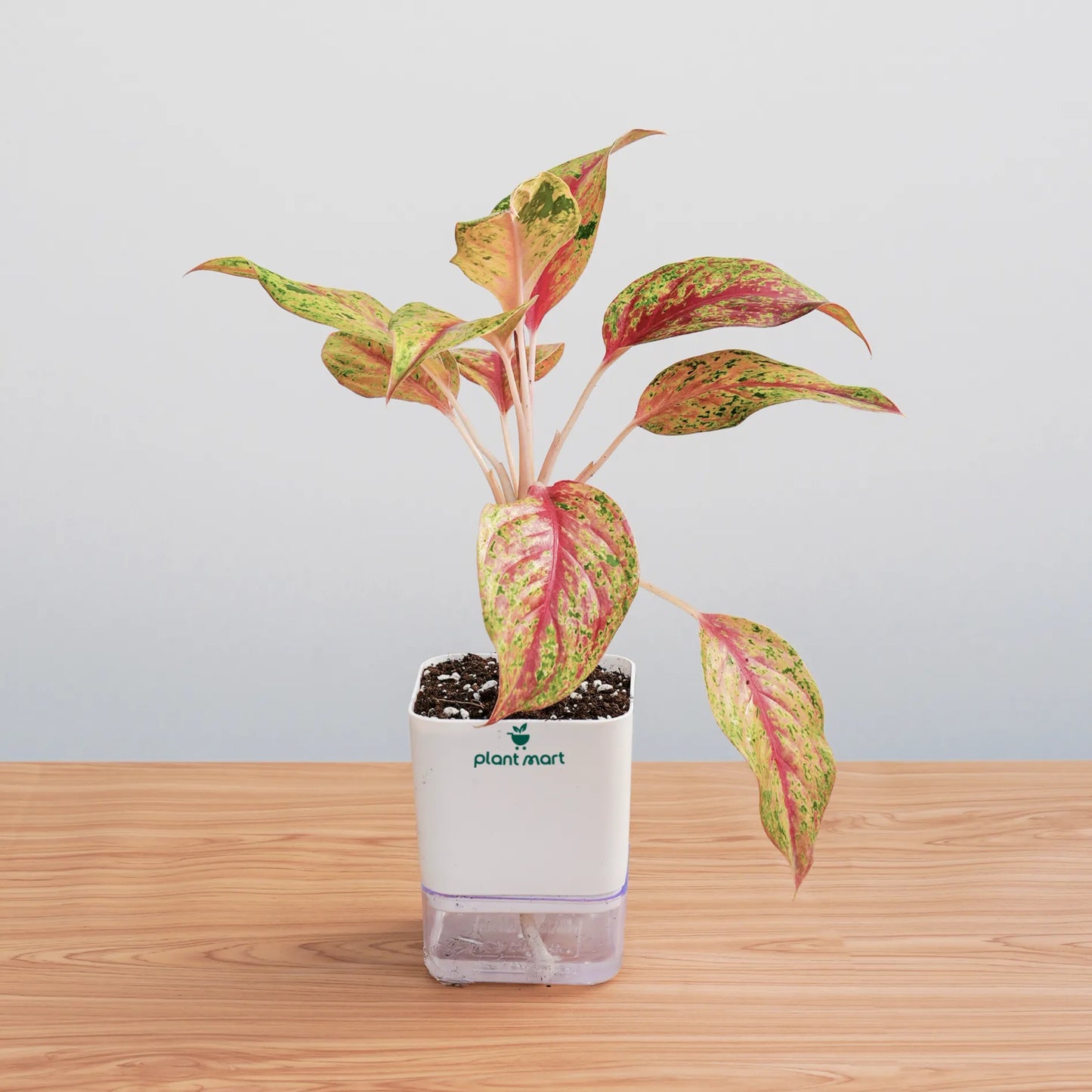 Variegated leaf plant in a white pot on a wooden surface with a light gray background