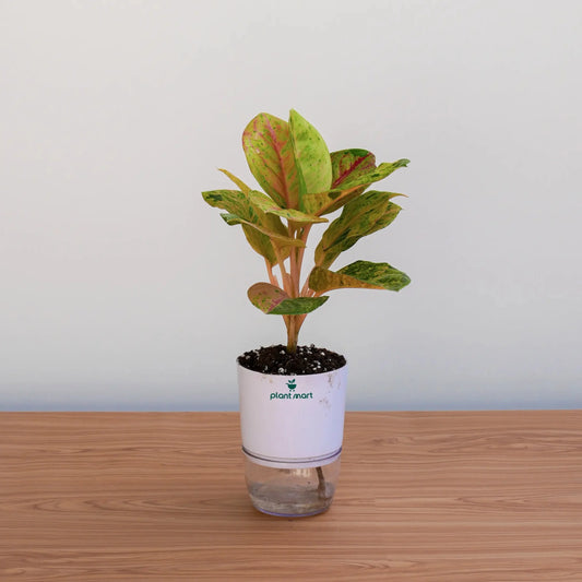 Potted plant on a wooden surface with a plain background
