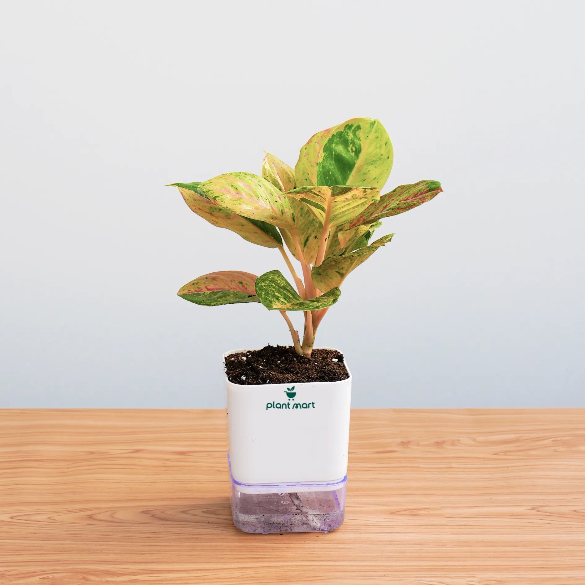 Potted plant in a white container with 'plant mart' branding on a wooden surface.
