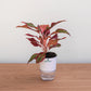 Potted plant with red and green leaves on a wooden surface