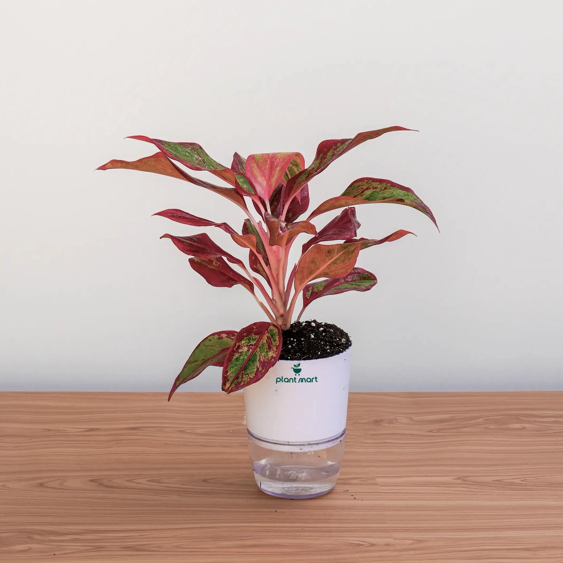 Potted plant with red and green leaves on a wooden surface