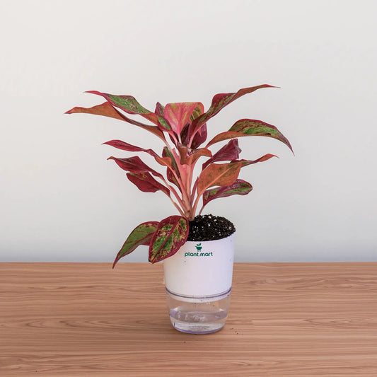 Potted plant with red and green leaves on a wooden surface