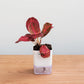 Red leafed plant in a white container on a wooden surface with a light blue background