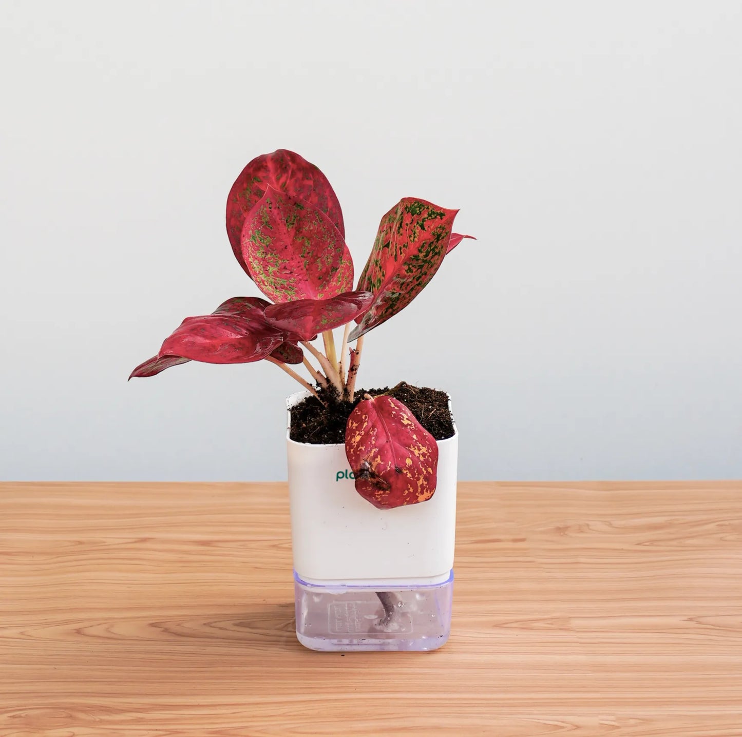 Red leafed plant in a white container on a wooden surface with a light blue background