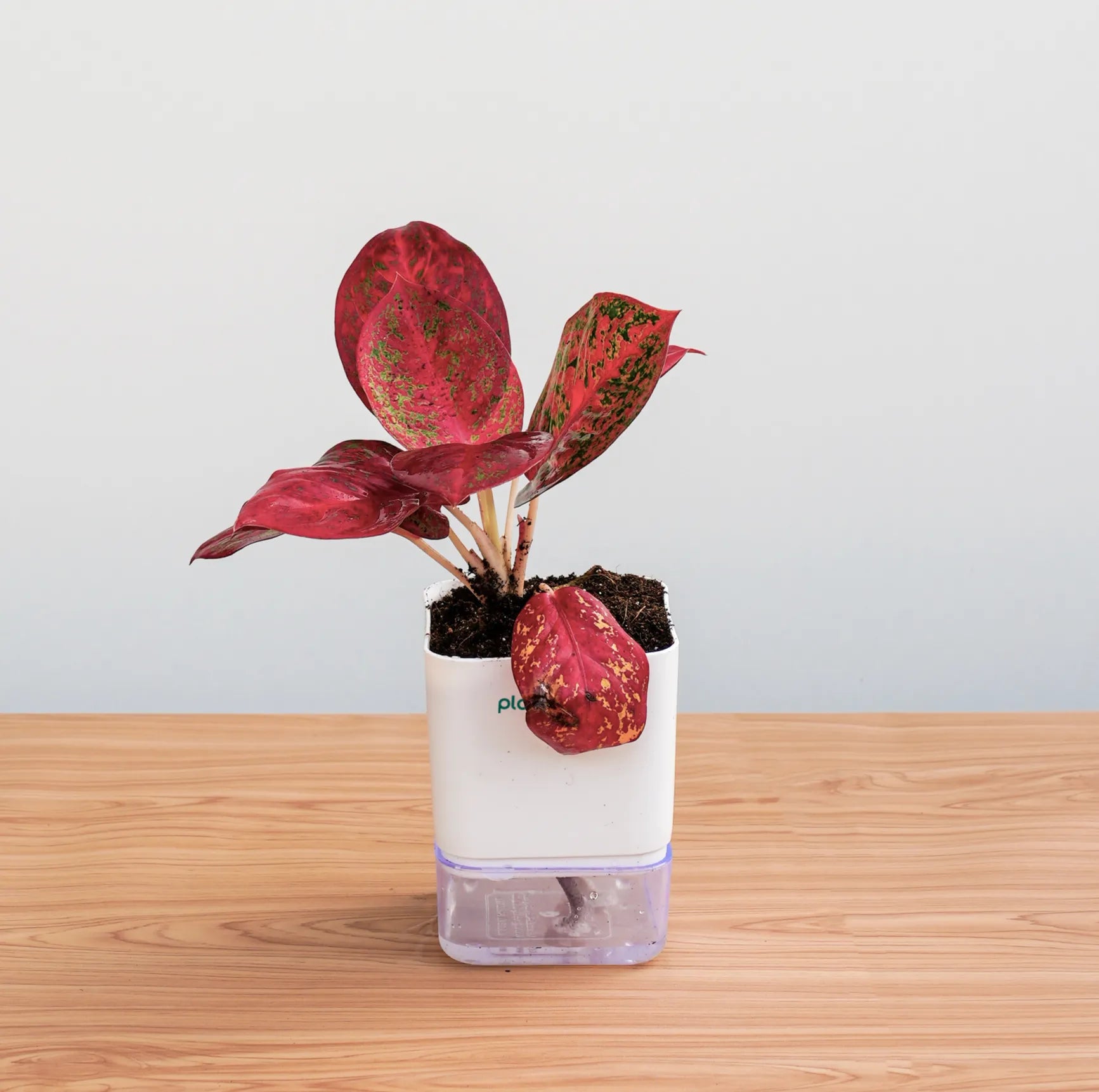 Red leafed plant in a white container on a wooden surface with a light blue background