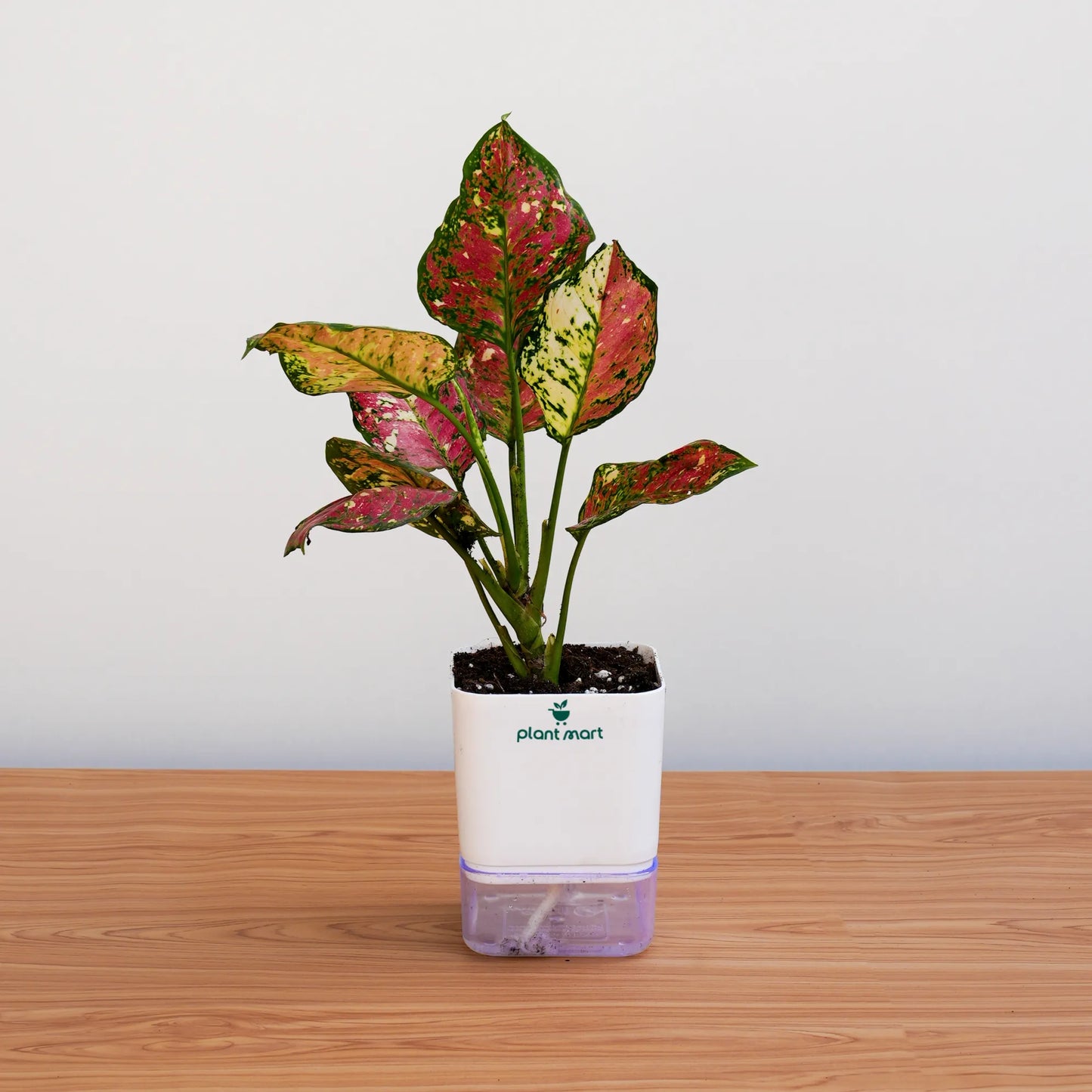 Colorful potted plant on a wooden surface with a plain background