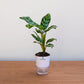 Potted plant on a wooden surface with a plain background