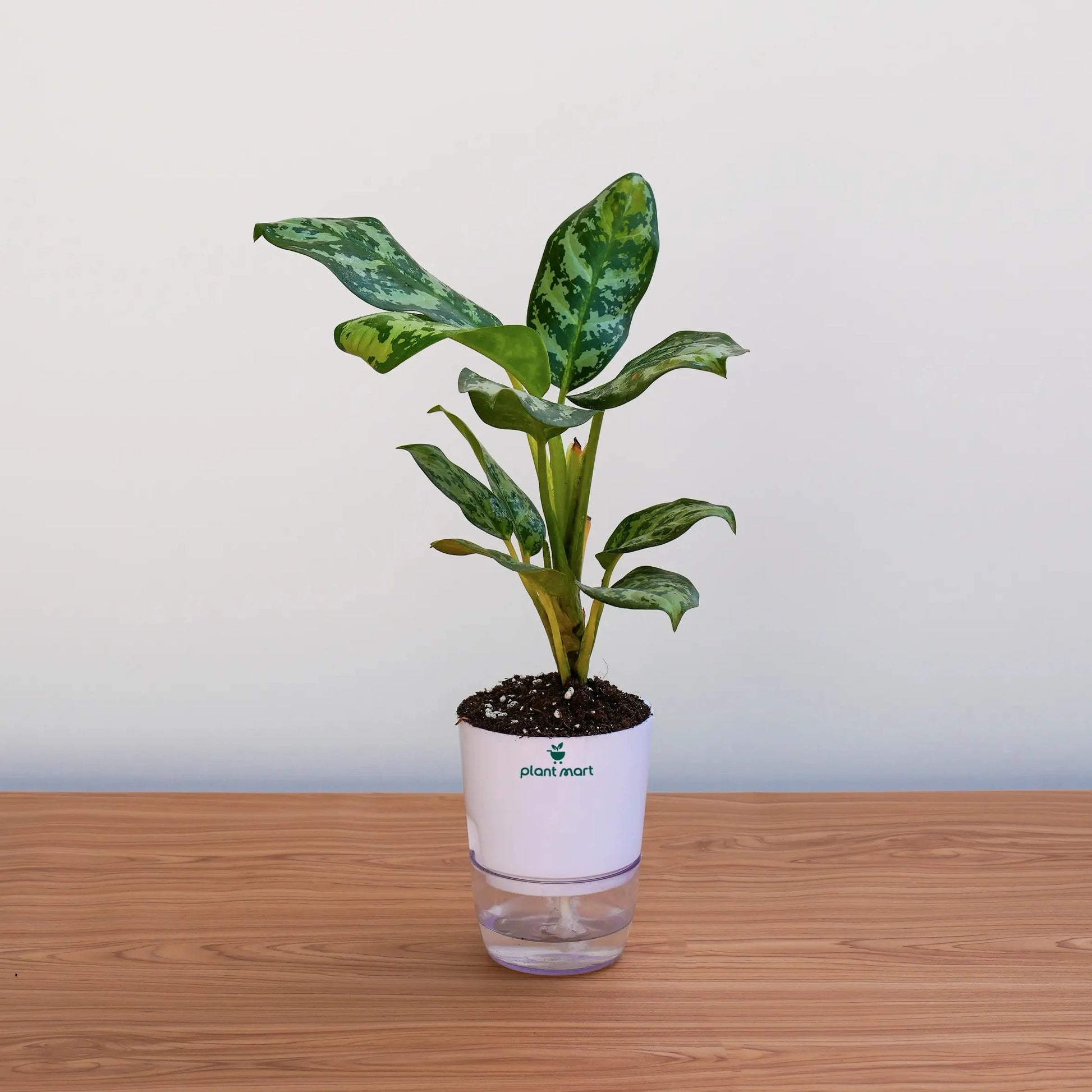 Potted plant on a wooden surface with a plain background