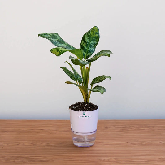 Potted plant on a wooden surface with a plain background