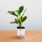 Potted plant in a white container with 'plantmart' branding on a wooden surface.
