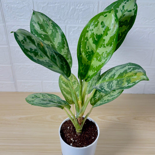 Potted plant with green and yellow leaves on a wooden surface with a white tiled wall background