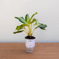 Potted plant with a white container on a wooden surface
