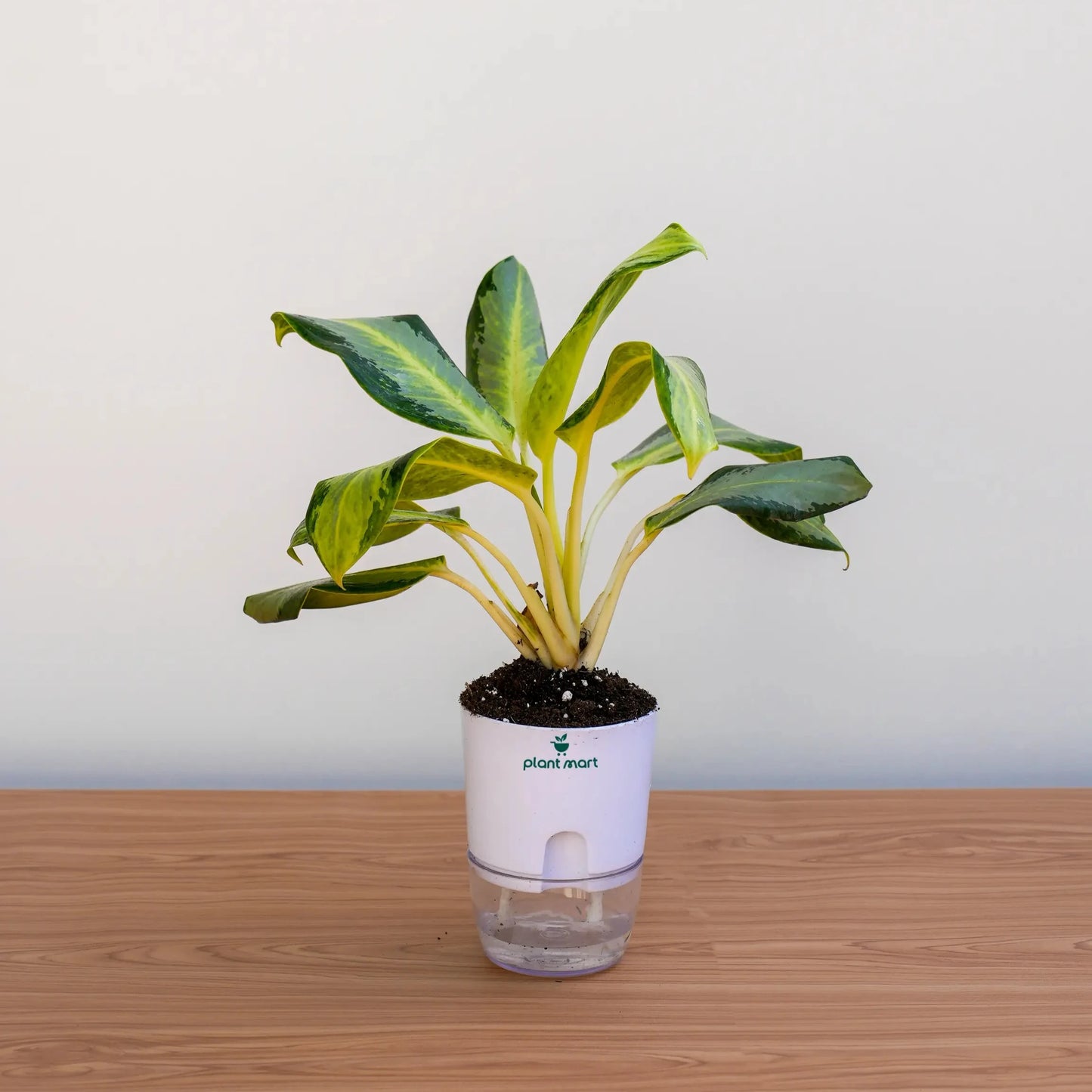 Potted plant with a white container on a wooden surface