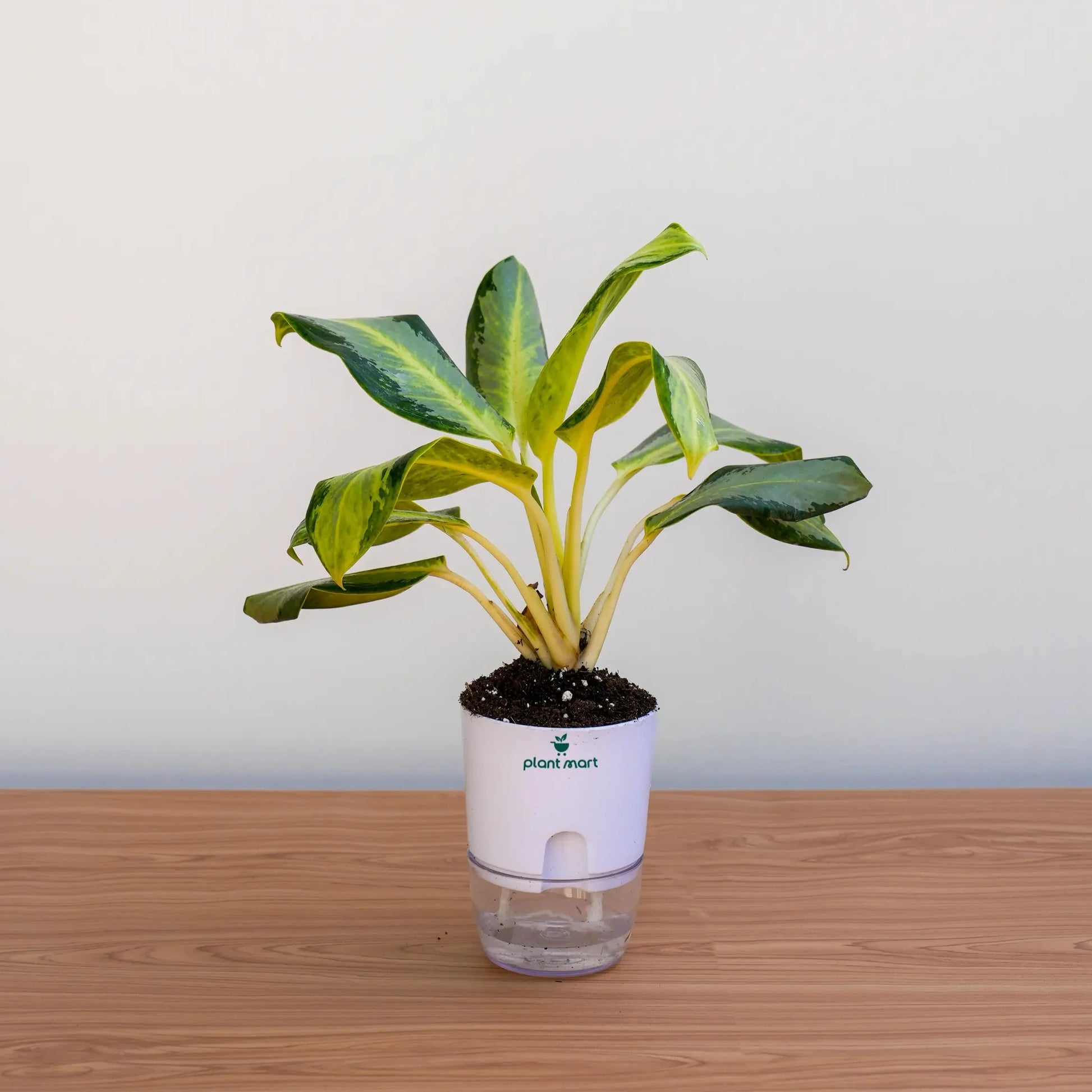 Potted plant with a white container on a wooden surface