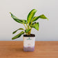 Potted plant with a white container featuring 'plantmart' on a wooden surface.