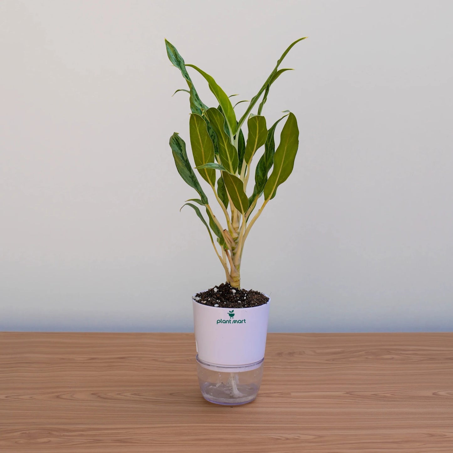 Potted plant on a wooden surface with a plain background