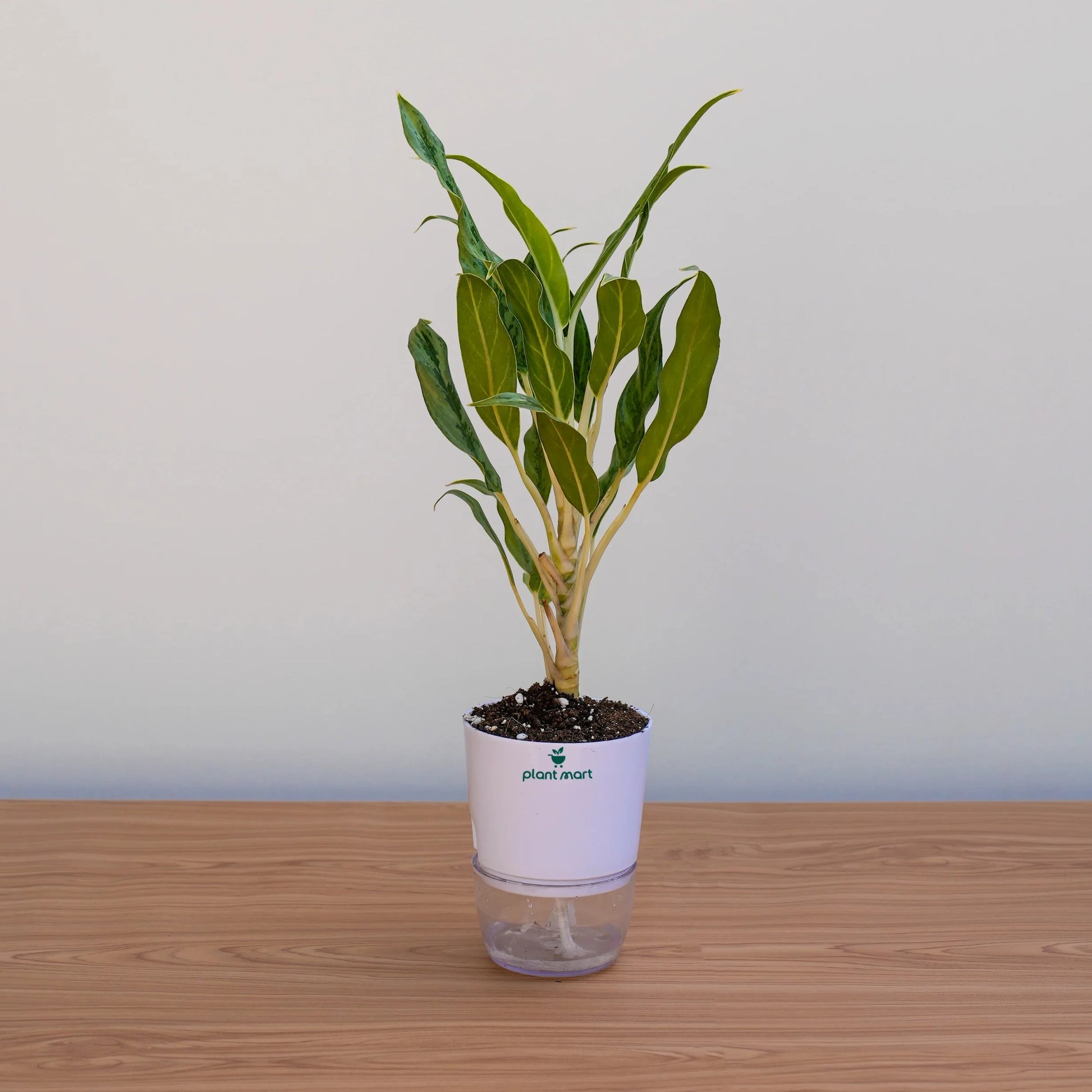 Potted plant on a wooden surface with a plain background