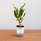 Small potted plant in a white container with a purple base on a wooden surface.