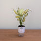 Potted plant with a white container on a wooden surface against a plain background